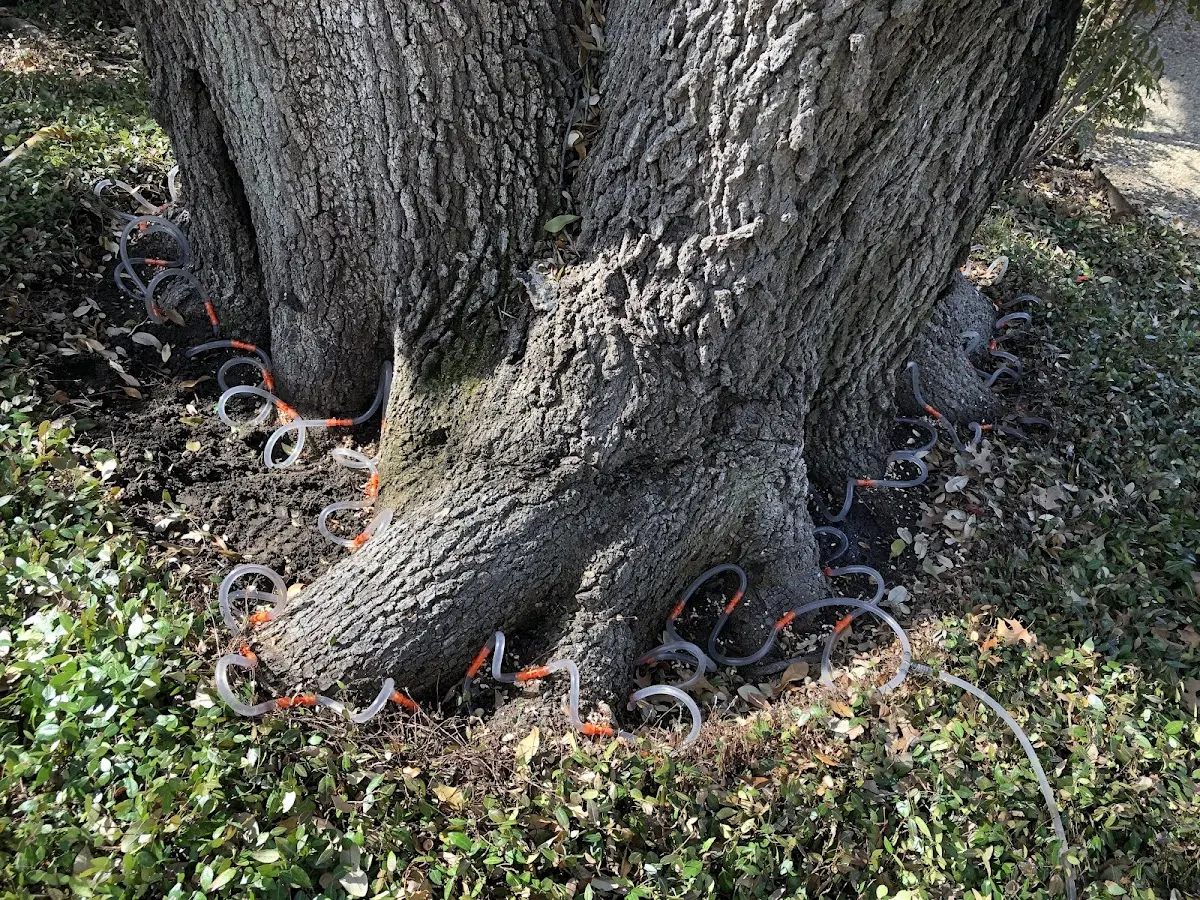 Detailed Tree Cabling and Bracing job site in Gold Beach